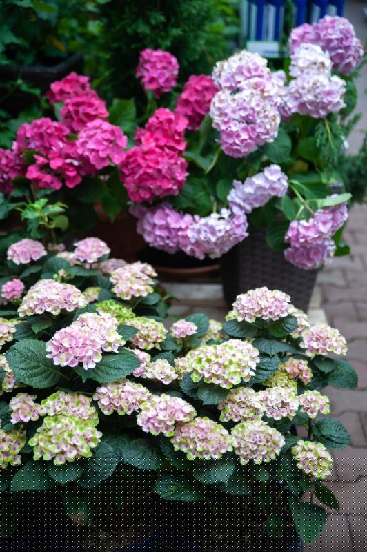 Hydrangea Landscaping