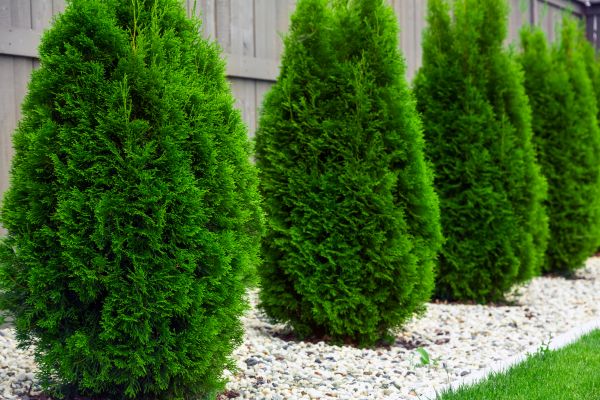 Arborvitae Planting in Bradenton