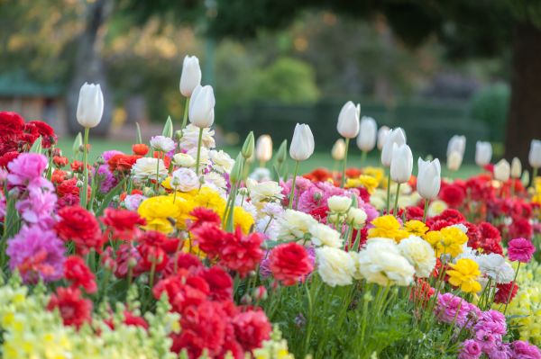Gardening Service in Bradenton