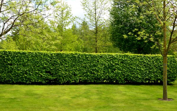 Hedge Planting in Bradenton