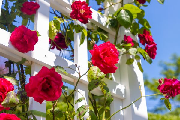 Home Gardening Service in Bradenton