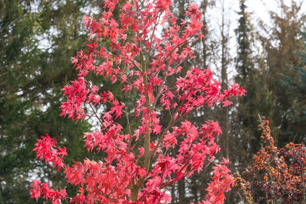 Japanese Maple Planting in Bradenton