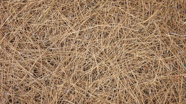 Pine Needles Delivery in Bradenton