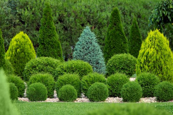 Shrub Replacement in Bradenton