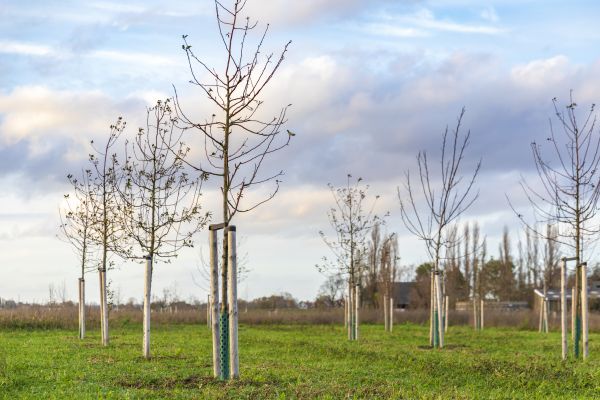 Tree Installation Service in Bradenton