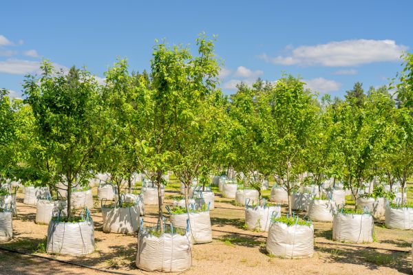 Tree Planting Service in Bradenton