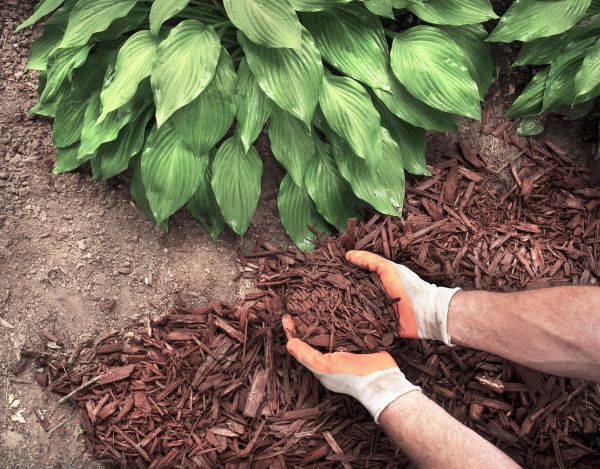 Shredded Mulch Service in Bradenton