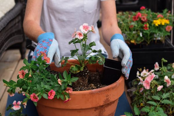 Plant Care Service in Bradenton