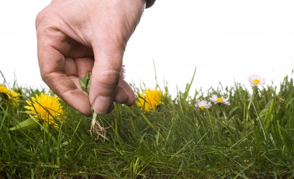 Lawn Weeding in Bradenton
