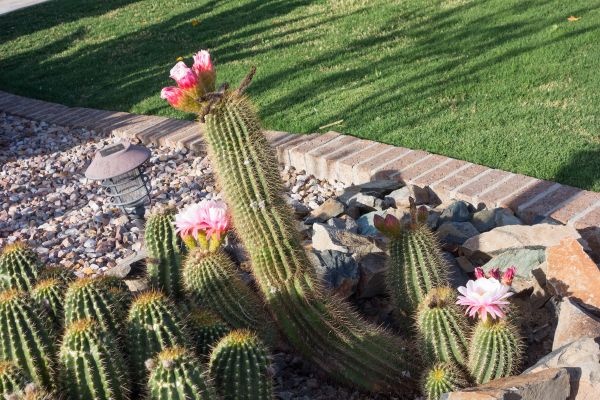Desert Landscaping in Bradenton