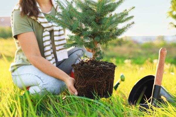 Spruce Tree Planting in Bradenton