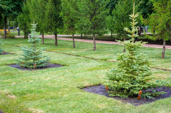 Privacy Trees Planting in Bradenton