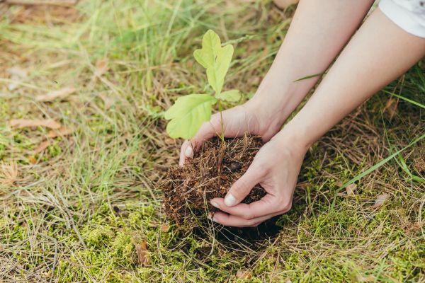 Oak Tree Planting in Bradenton