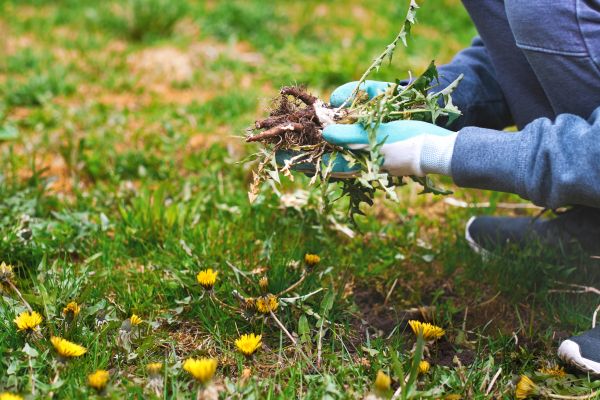 Flower Bed Clearing in Bradenton
