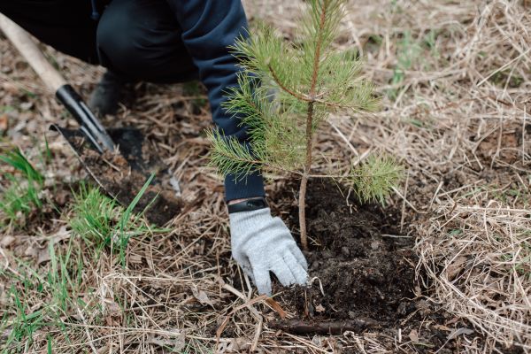 Pine Tree Planting in Bradenton