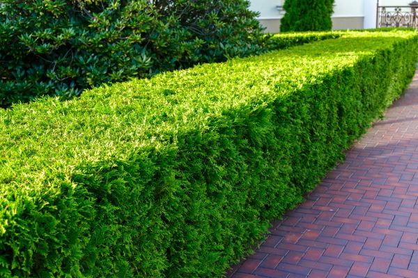 Hedge Installation in Bradenton