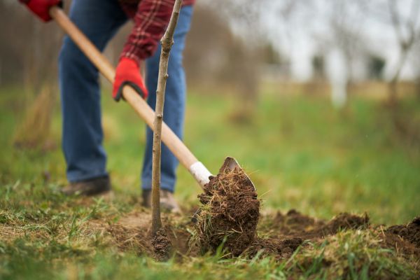 Trees Planting in Bradenton