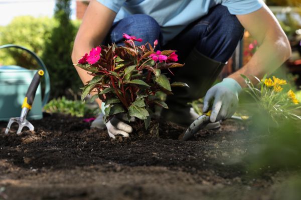 Plant Replacement in Bradenton