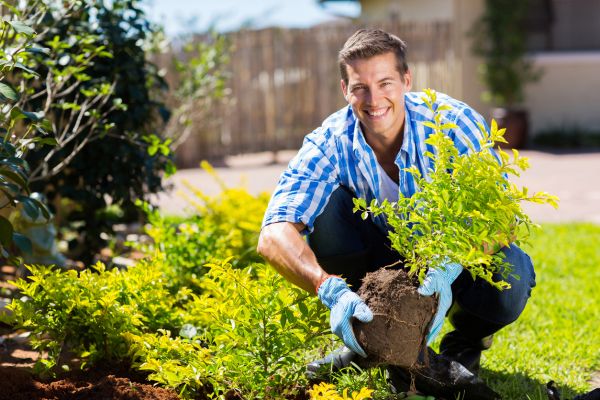 Shrub Landscaping in Bradenton