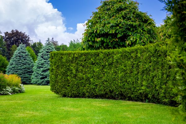 Hedge Landscaping in Bradenton