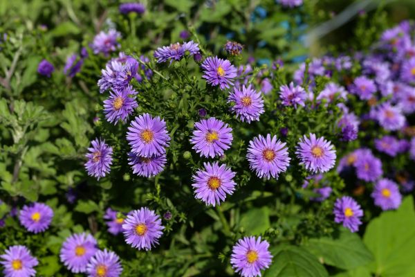 Perennial Flower Planting in Bradenton