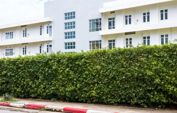 Privacy Landscaping in Bradenton