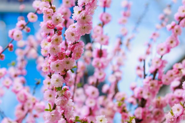 Japanese Cherry Tree Planting in Bradenton