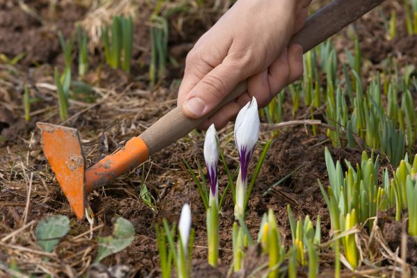 Flower Garden Weeding in Bradenton