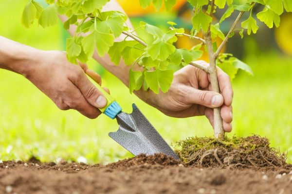 Fruit Tree Planting in Bradenton