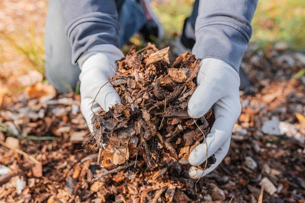 Shredded Mulch Installation in Bradenton