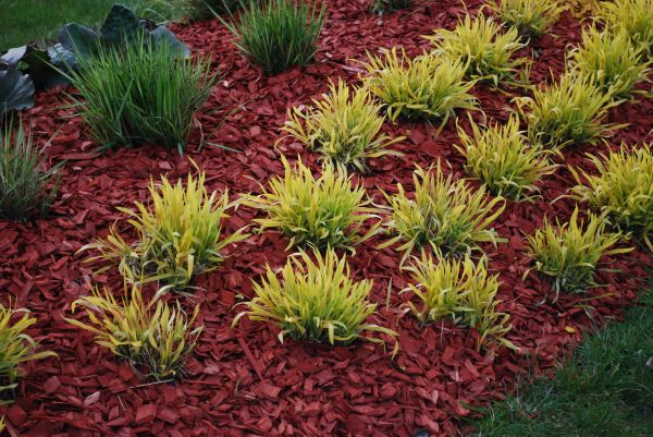 Red Mulch Installation in Bradenton