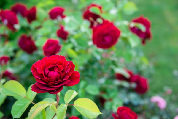 Rose Planting in Bradenton
