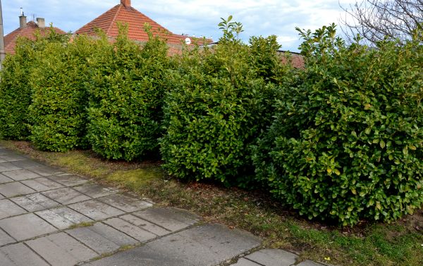 Privacy Shrub Installation in Bradenton