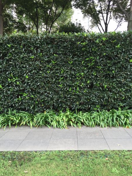 Privacy Shrub Planting in Bradenton