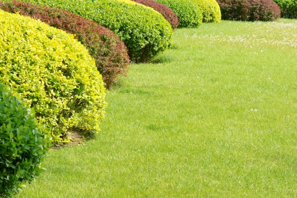 Shrubbery Planting in Bradenton