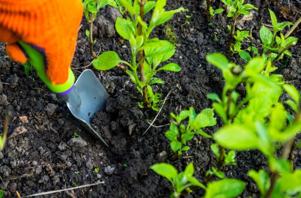 Hydrangea Planting in Bradenton