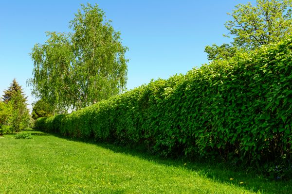Hedge Replacement in Bradenton