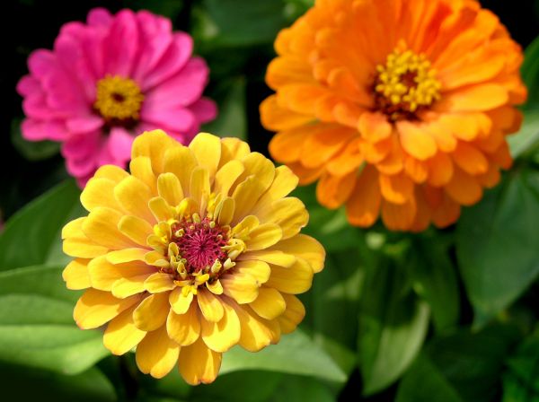 Zinnia Planting in Bradenton