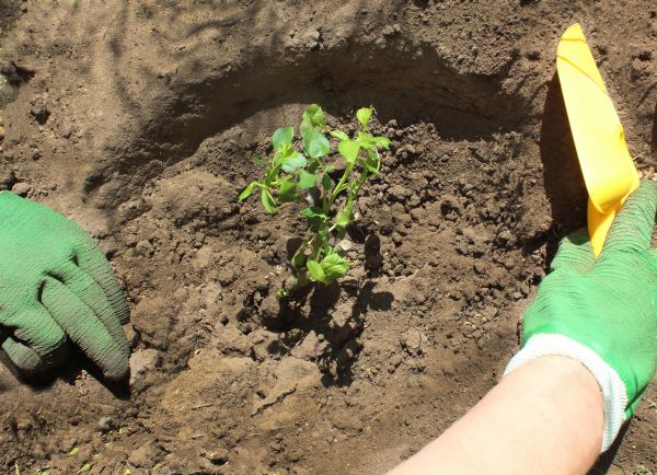 Rose Bush Planting in Bradenton