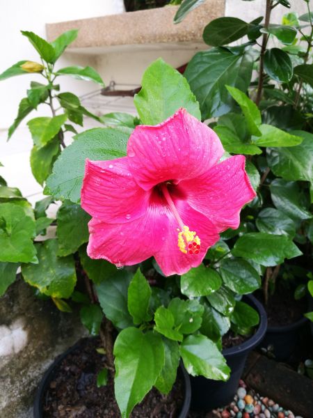 Hibiscus Planting in Bradenton