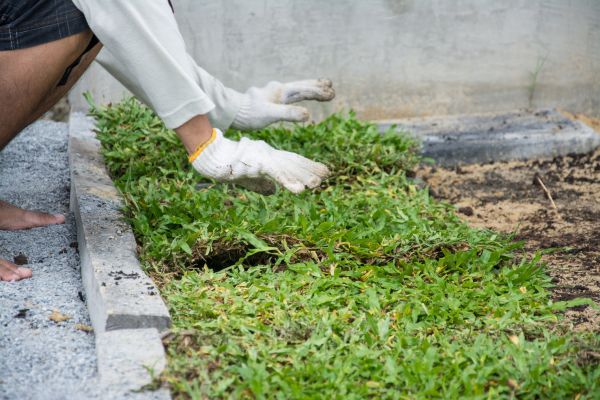 Ground Cover Planting in Bradenton