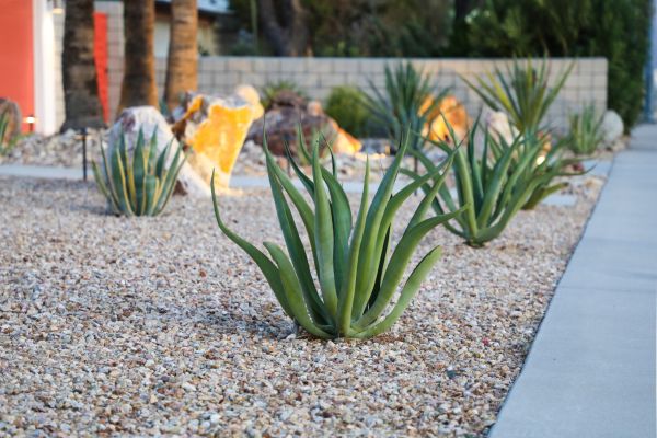 Drought Resistant Landscaping in Bradenton