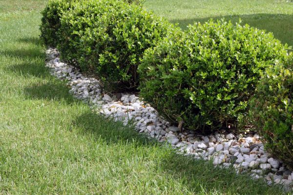 Boxwood Planting in Bradenton