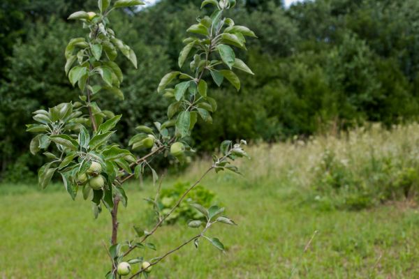 Apple Tree Planting in Bradenton