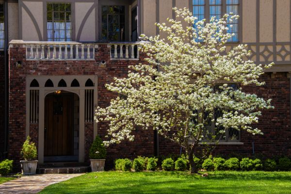 Dogwood Tree Planting in Bradenton